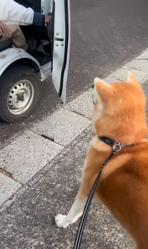 誘われる秋田犬