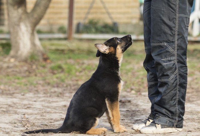 オスワリをするシェパードの子犬