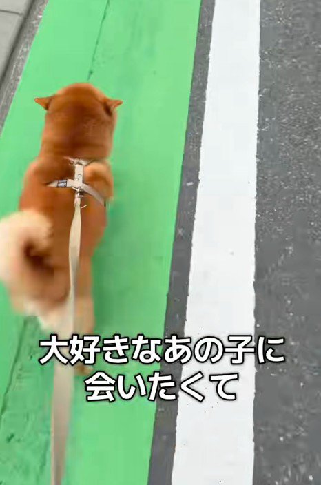 ハチくんに駆け寄るのんちゃん