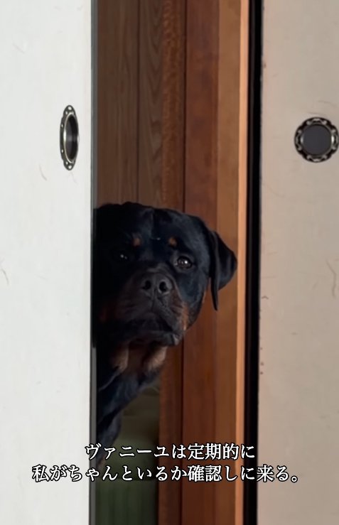 和室の中を確認する大型犬