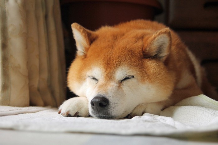 柴犬の寝顔