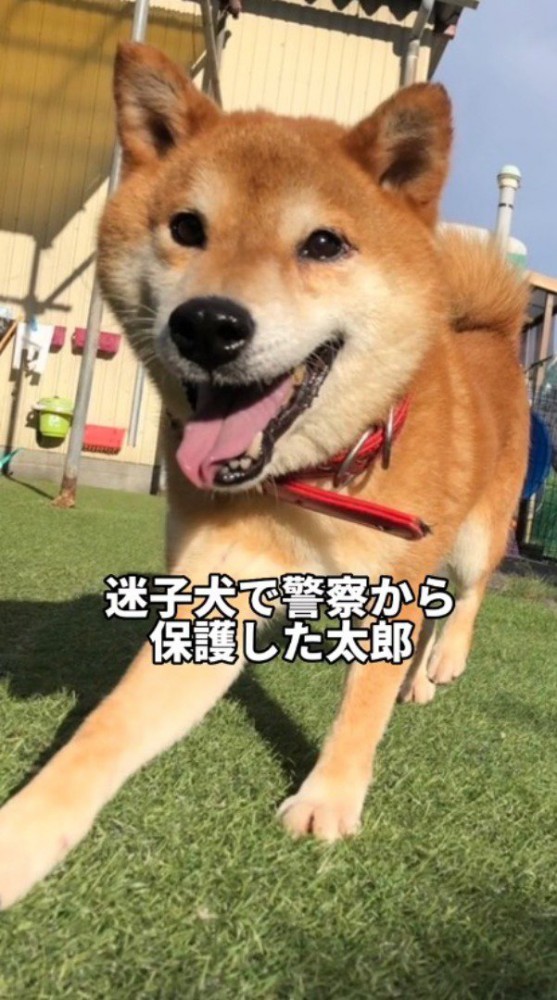 笑顔で芝生を歩く犬
