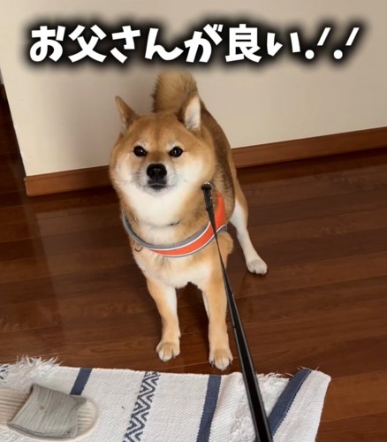 正面を向く柴犬