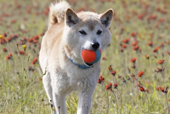 ボールを咥える犬