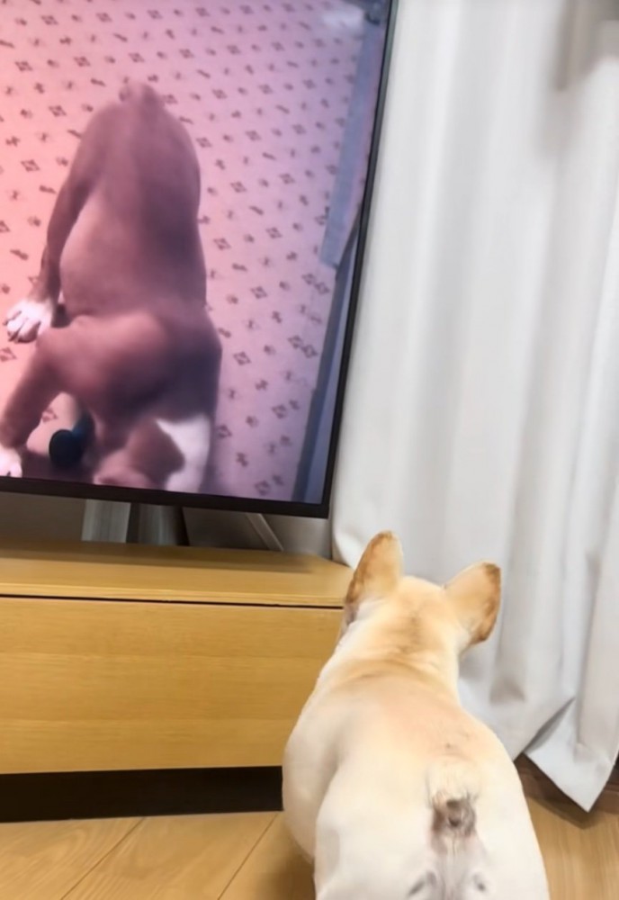 テレビに近づいていく犬