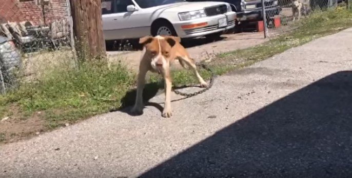 鎖を引きずる犬