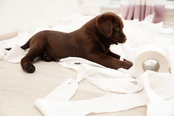 トイレットペーパーにいたずら中の子犬