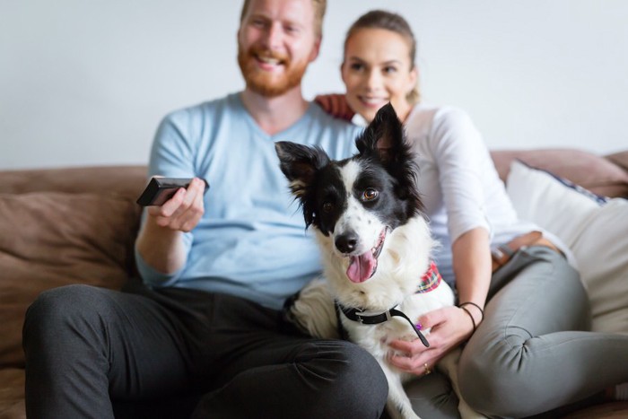 カップルと一緒にテレビを見る犬