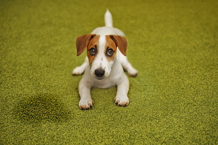 おしっこをして伏せる子犬