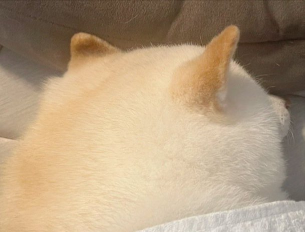 可愛すぎる