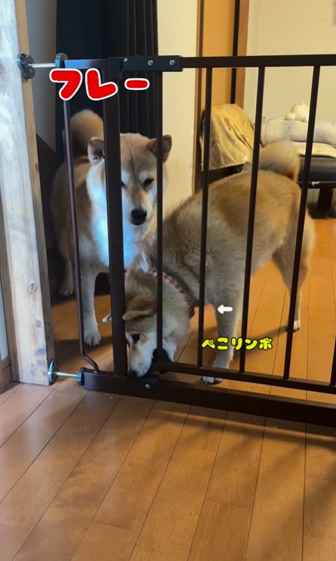 キッチンに侵入する柴犬たち7