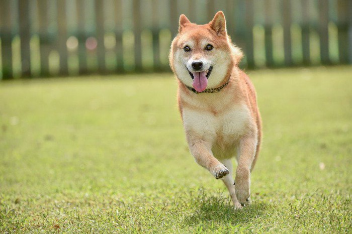 走り回る柴犬