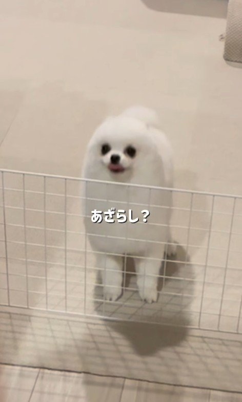 嬉しくてアザラシ化♡