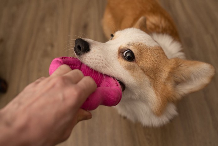 飼い主さんとオモチャで遊ぶ犬