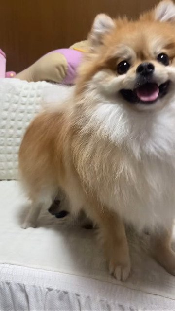 仲良しな2匹の犬