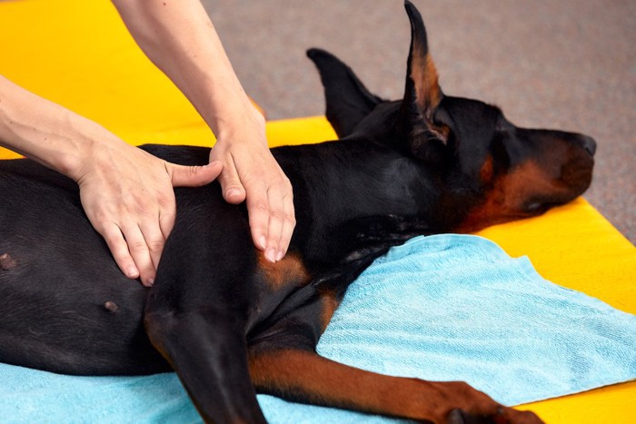 マッサージされる犬