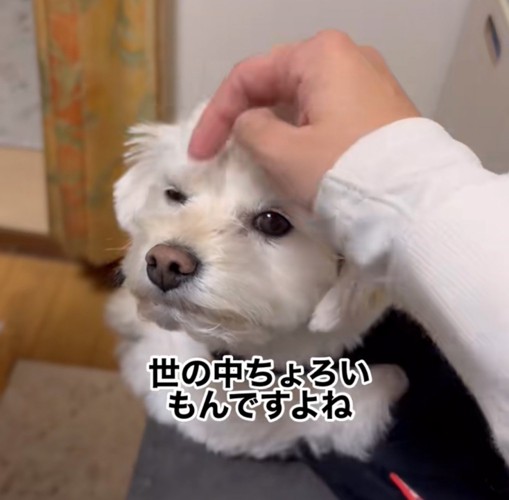 撫でられる白い犬