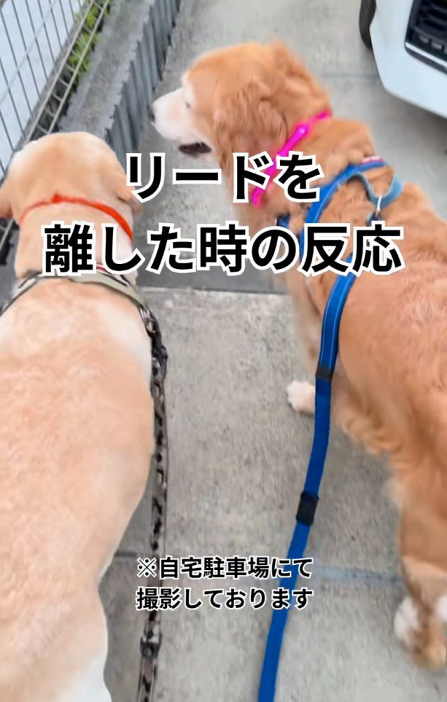 顔を見合わせる大型犬