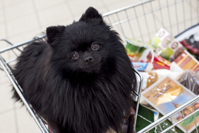 カートに乗っている黒い犬