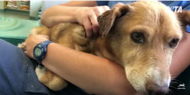 人に抱きかかえられた犬