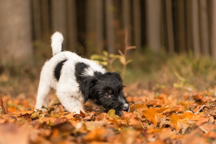 落ち葉のニオイを嗅ぐ犬