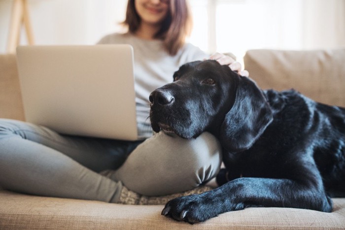 足元に顎をのせて甘える黒い犬