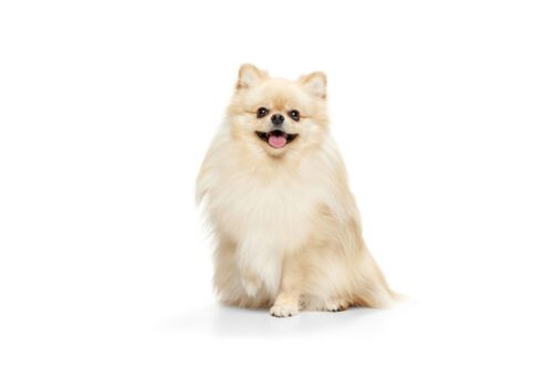 クリーム色のポメラニアン