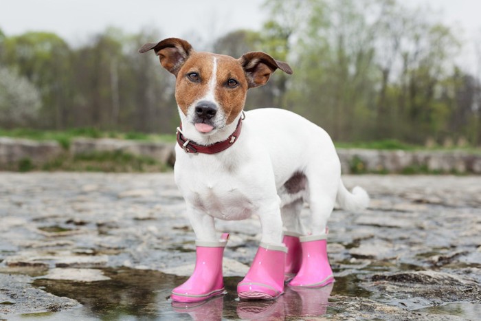 水たまりに入る犬