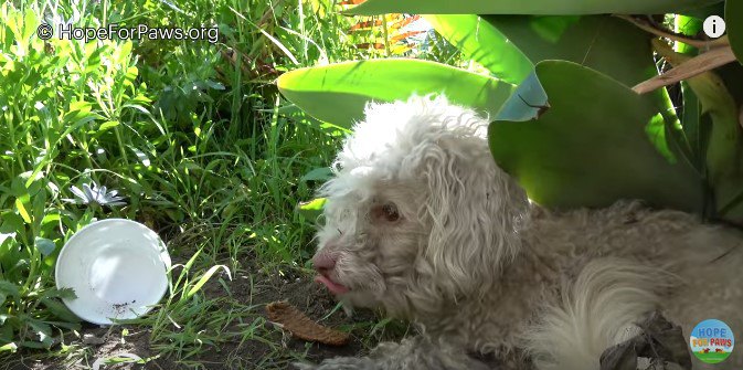 おやつを無視する犬