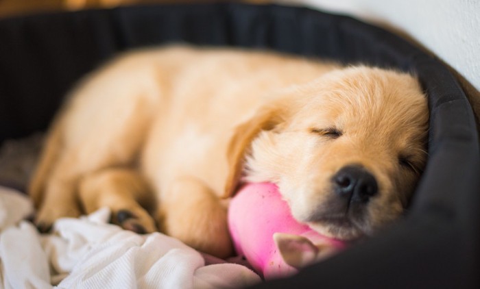 眠る子犬