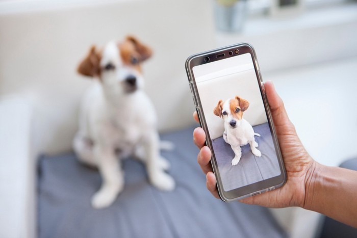 飼い犬をスマホで撮影して記録する人