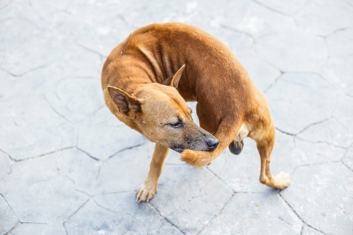 自分の尻尾を噛んでいる犬