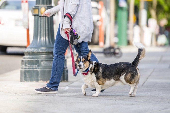 歩道を散歩する犬