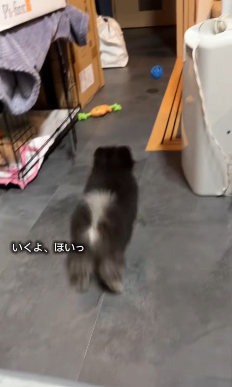 ボールを追いかけてダッシュ♪