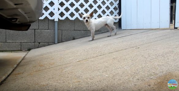 後ろ足を浮かせる犬