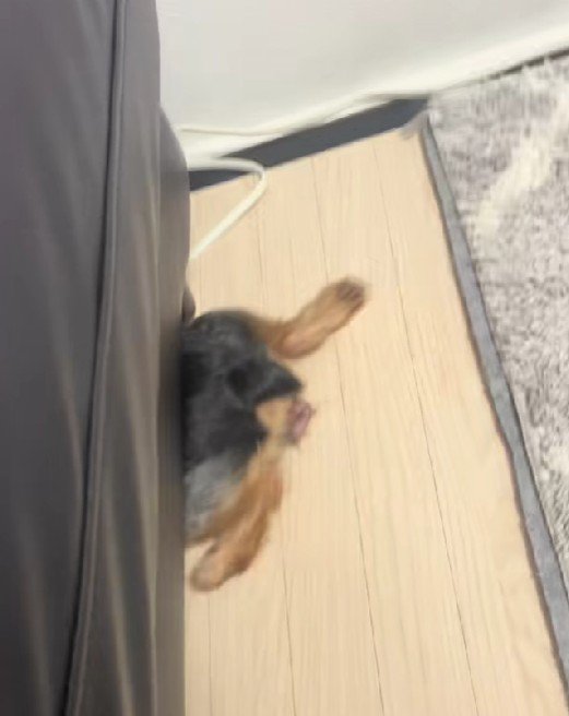 おもらししちゃったわんこ