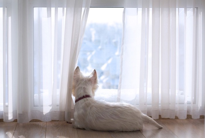 カーテンの合間から外を眺める犬の背中