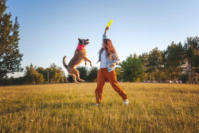 ディスクで遊ぶ犬と女性