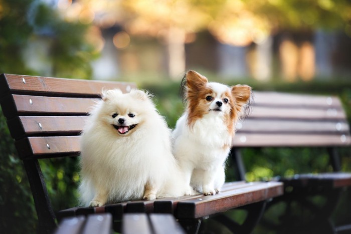 ポメヨンの親犬、ポメラニアンとパピヨン