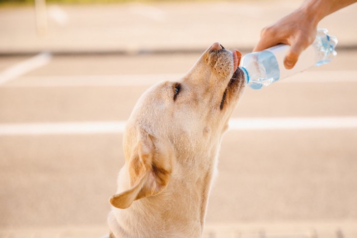 ペットボトルから水を飲む犬