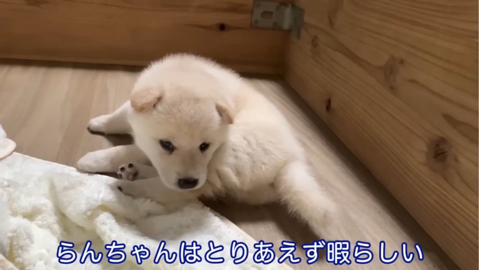 寝転がる子犬