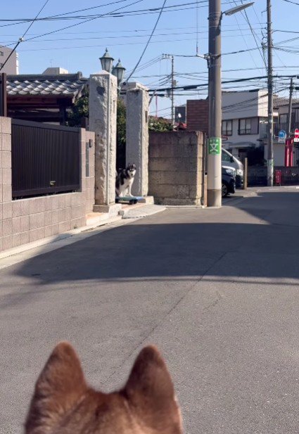 豆蔵くんが散歩拒