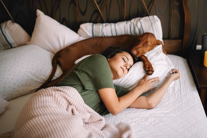 飼い主の枕元で眠る犬
