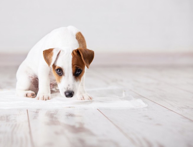 ペットシートの匂いを嗅いでいる子犬