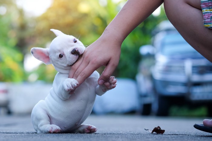 甘噛みするフレンチブルドッグの子犬