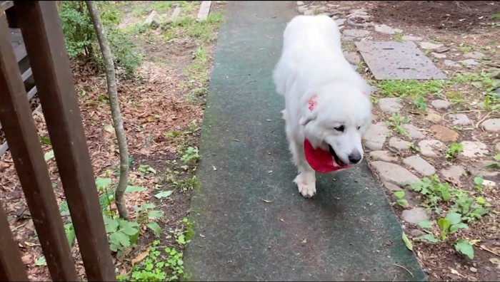 家の中に向かって歩くメスの犬