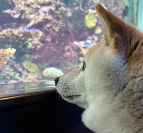 目を点にして魚を凝視