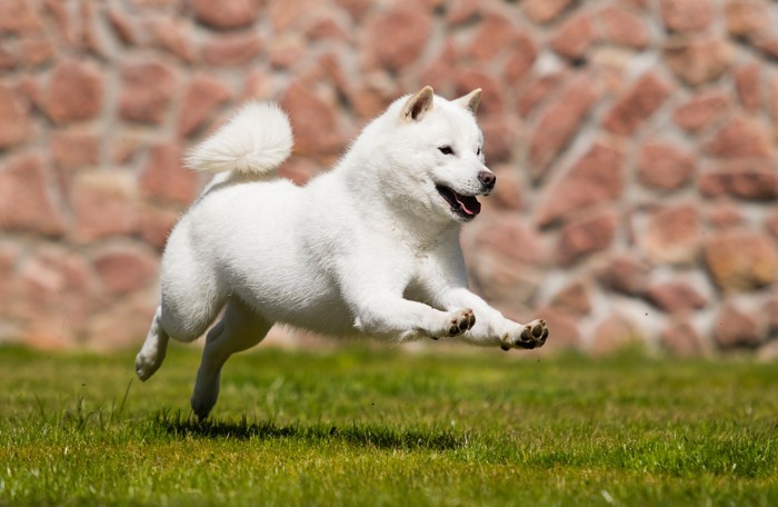 芝生の上をはしゃぐように走っている北海道犬