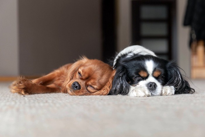 一緒に寝ている犬