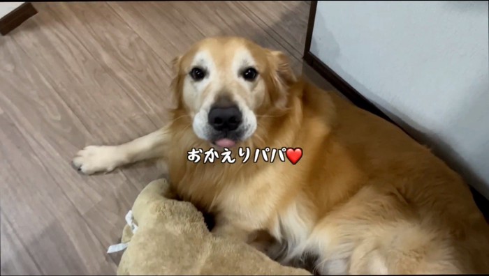 笑顔で飼い主を見上げる犬